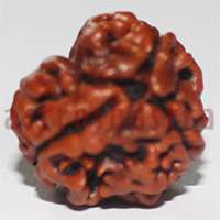 3 mukhi 24942 17mm